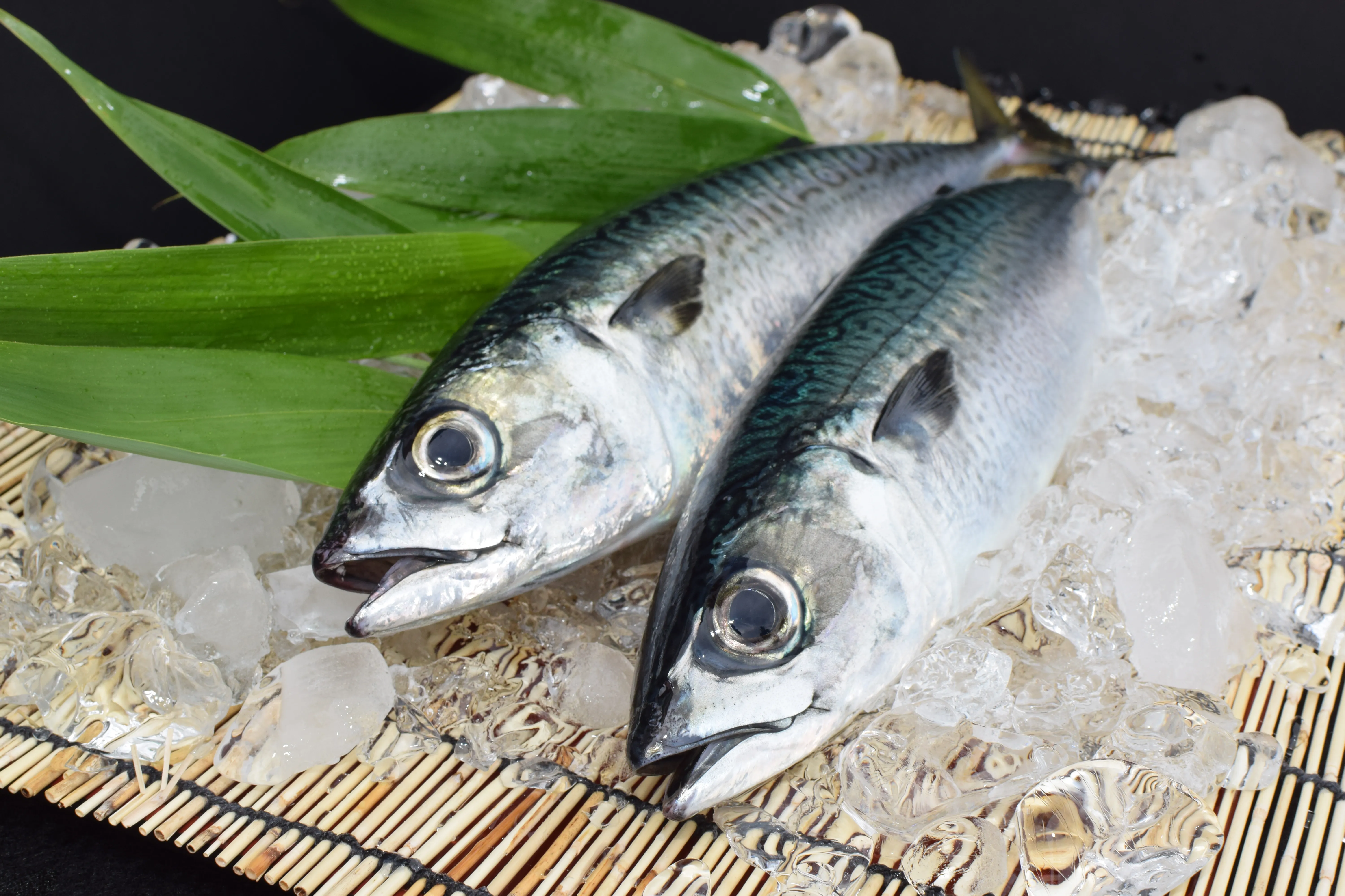 小浜よっぱらいサバ