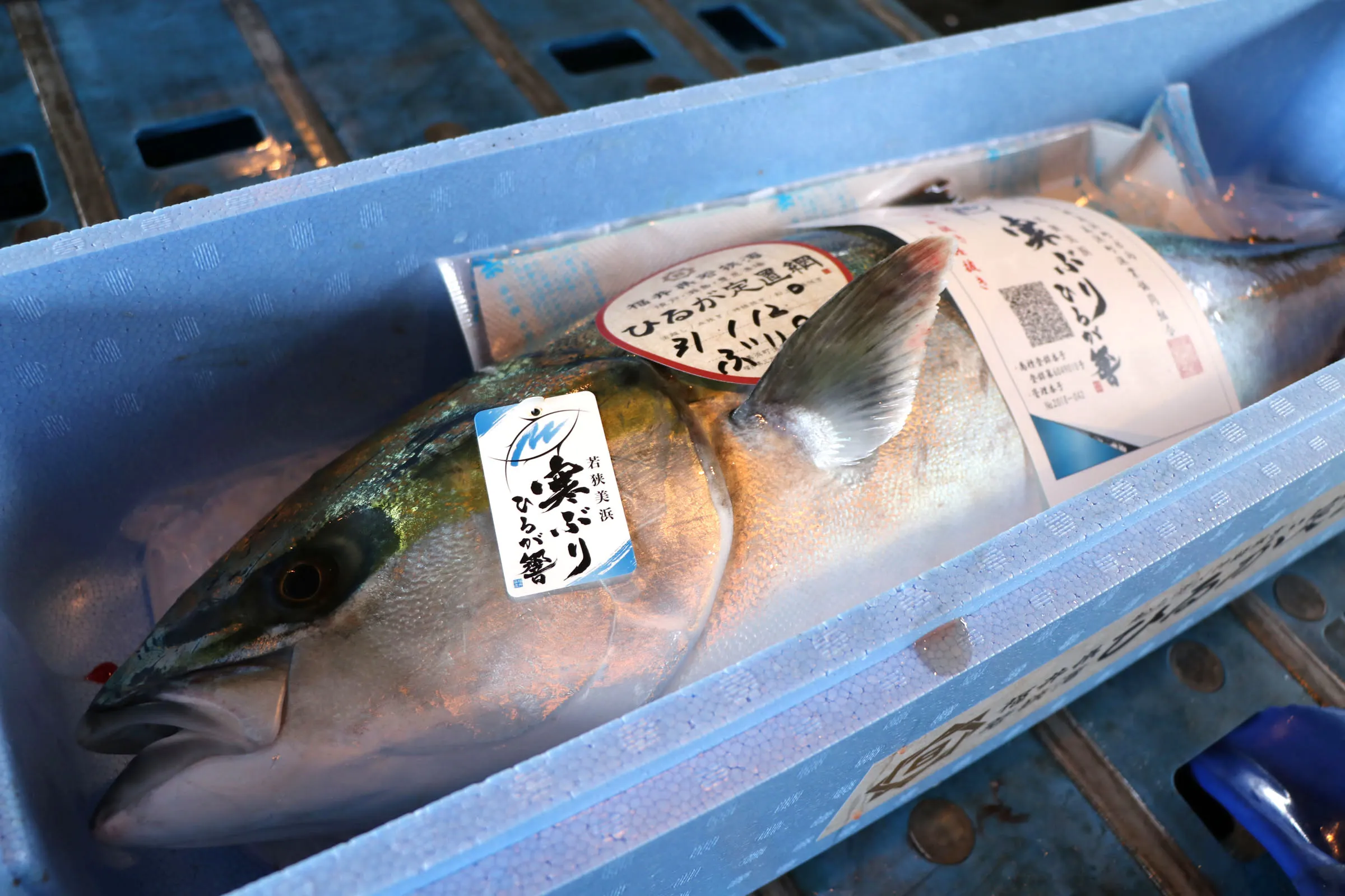 寒ぶり ひるが響